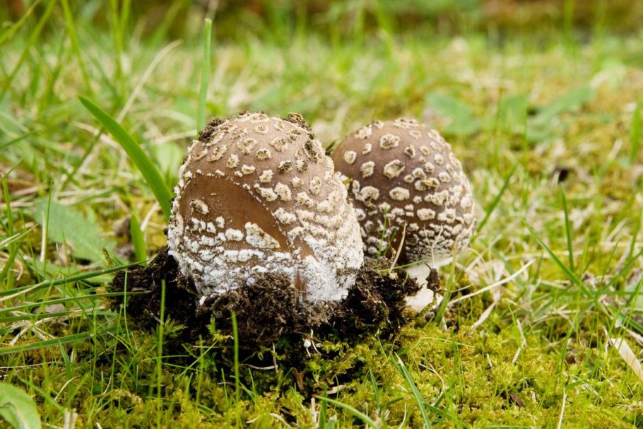 Грибы с кружевом