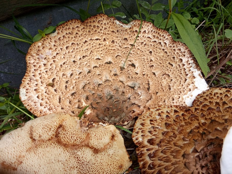 Гриб Chorioactis Geaster