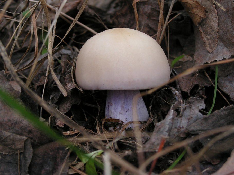 Гриб рядовка лиловоногая