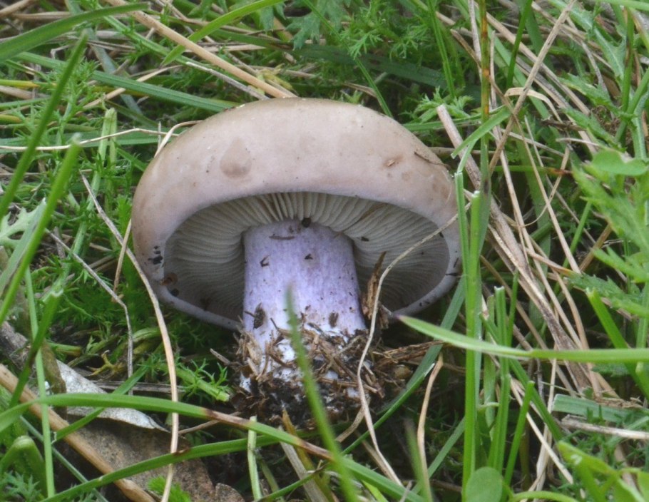 Рядовки синеногие