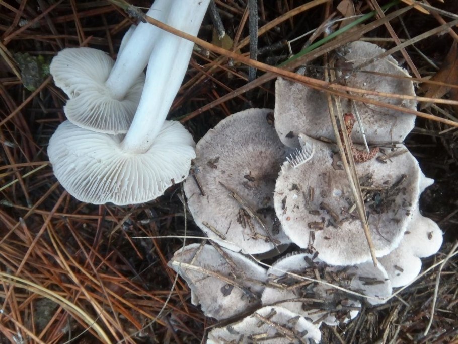 Рядовку землисто-серую (Tricholoma terreum)