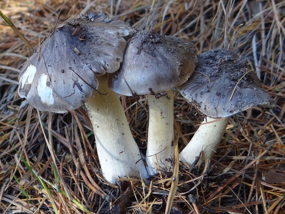 Рядовка землистая Tricholoma terreum