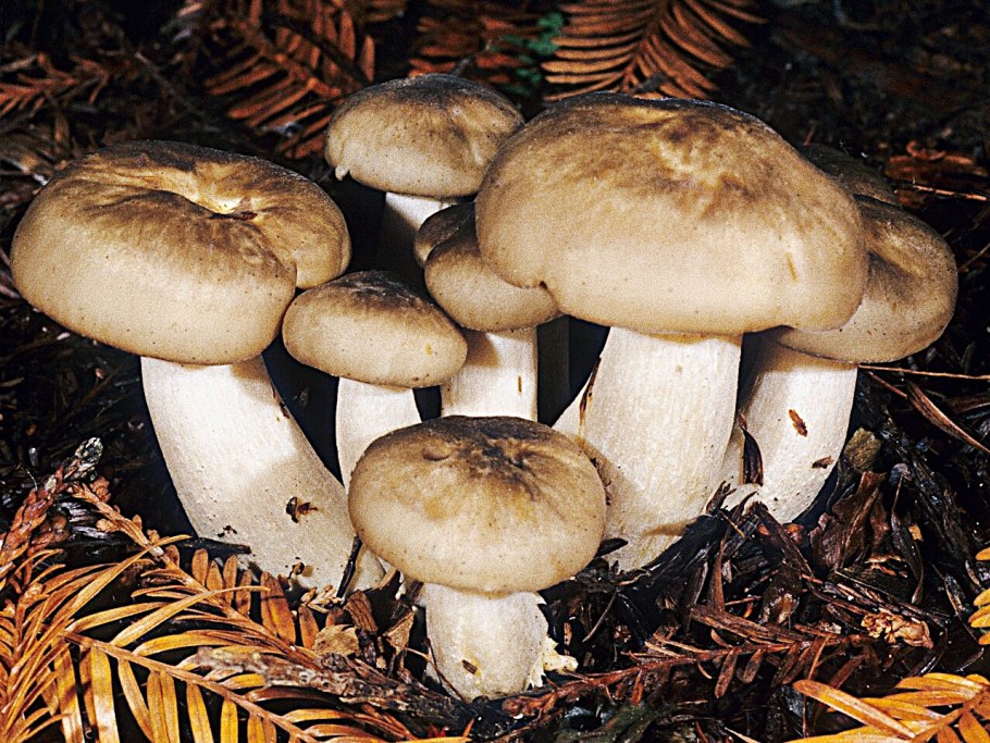 Рядовка скученная Lyophyllum decastes