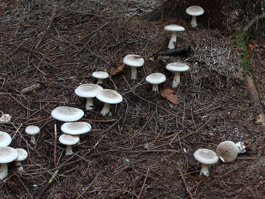 Говорушка дымчатая Ведьмин круг