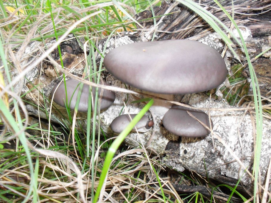 Грибы с серыми шляпками