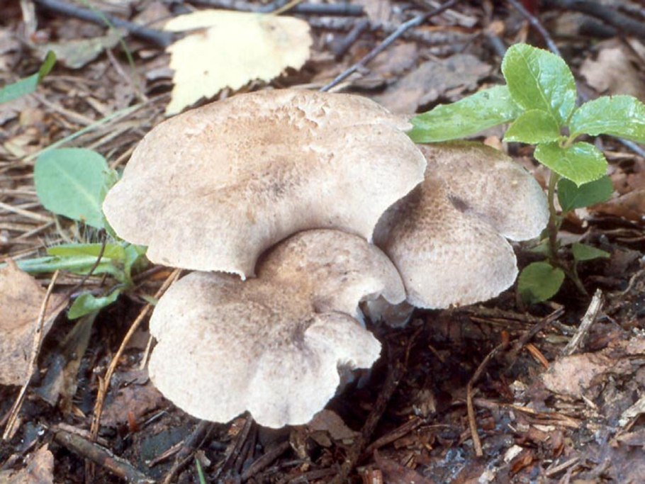 Tricholoma argyraceum