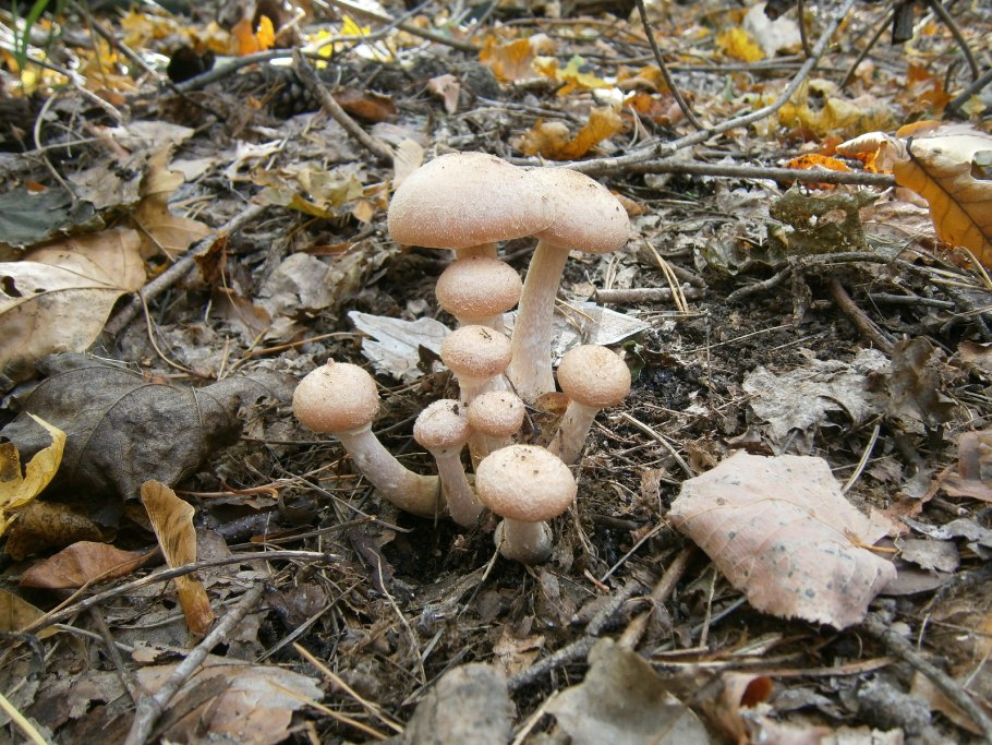 Опята в корзинке