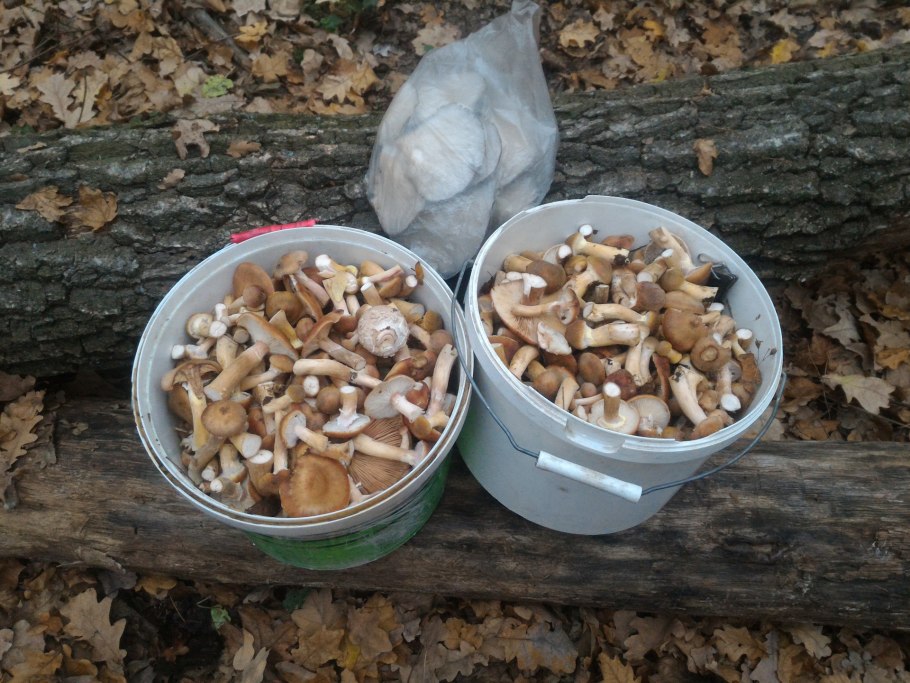 Опята лопухи