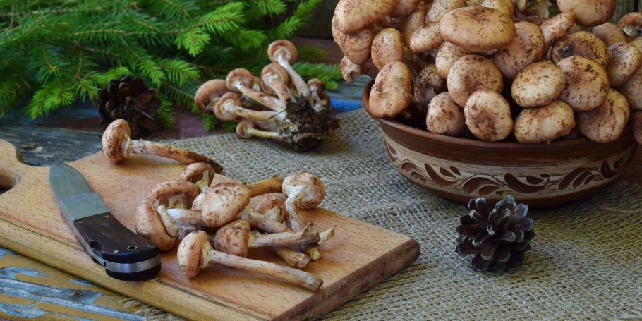 Опёнок сырный