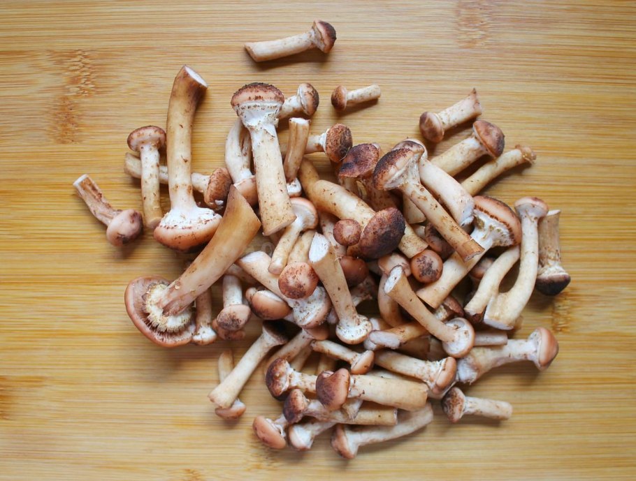 Опята душистые