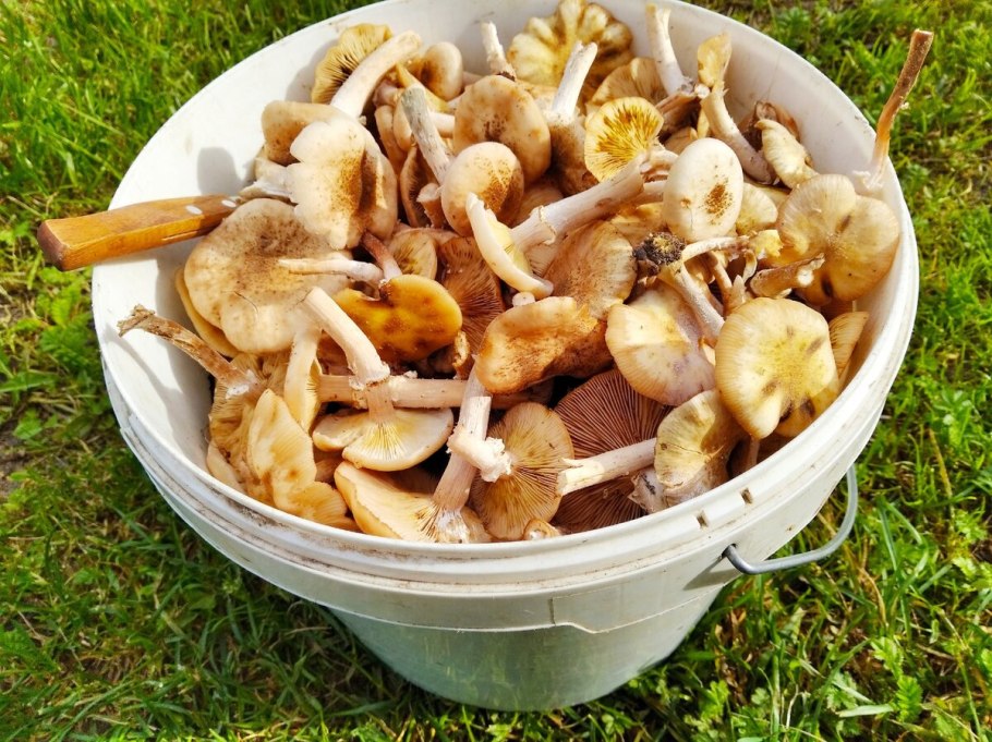 Грибы опята маслята