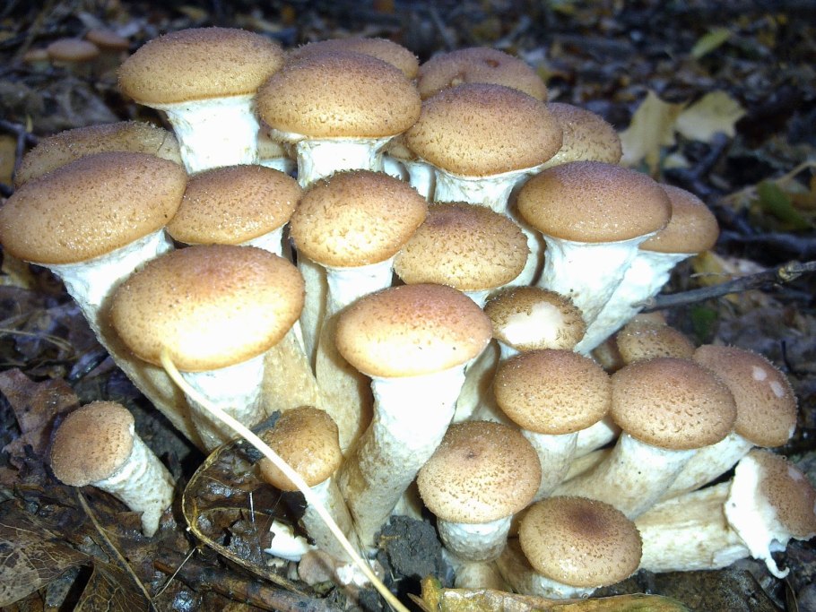 Опенок гриб