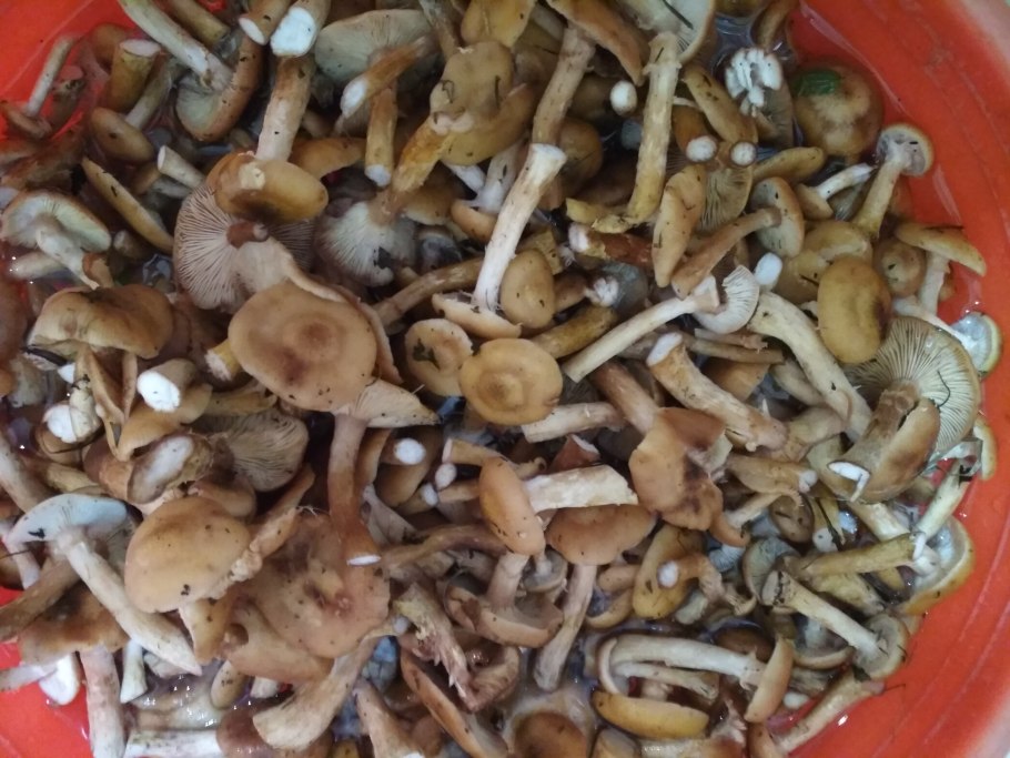 Опята которые растут в Республике Карелия