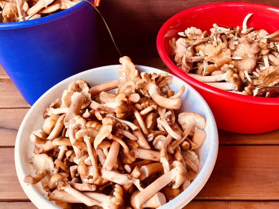 Жареные опята