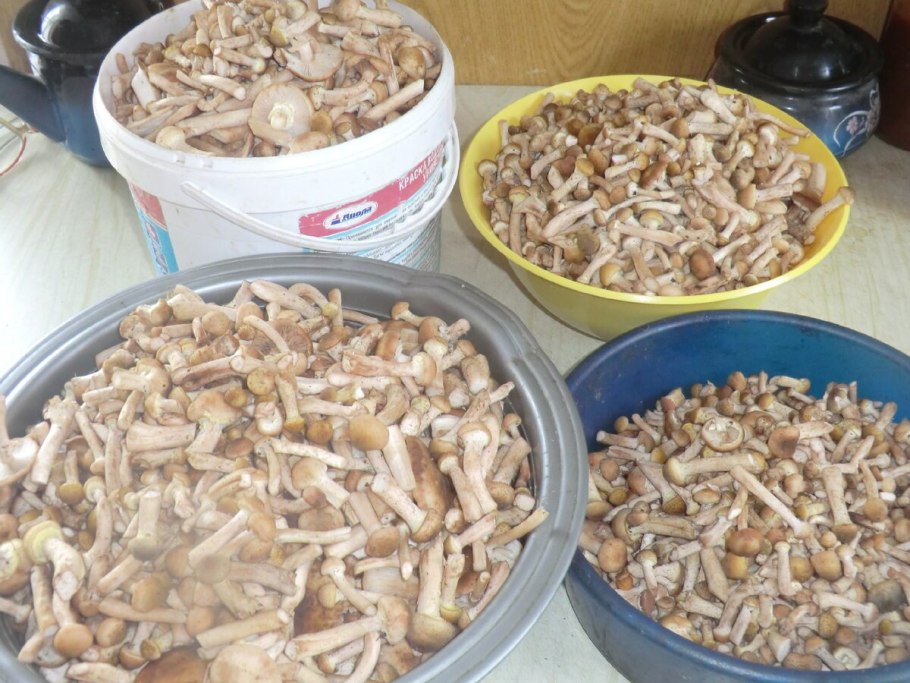 Грибы опята в ведре