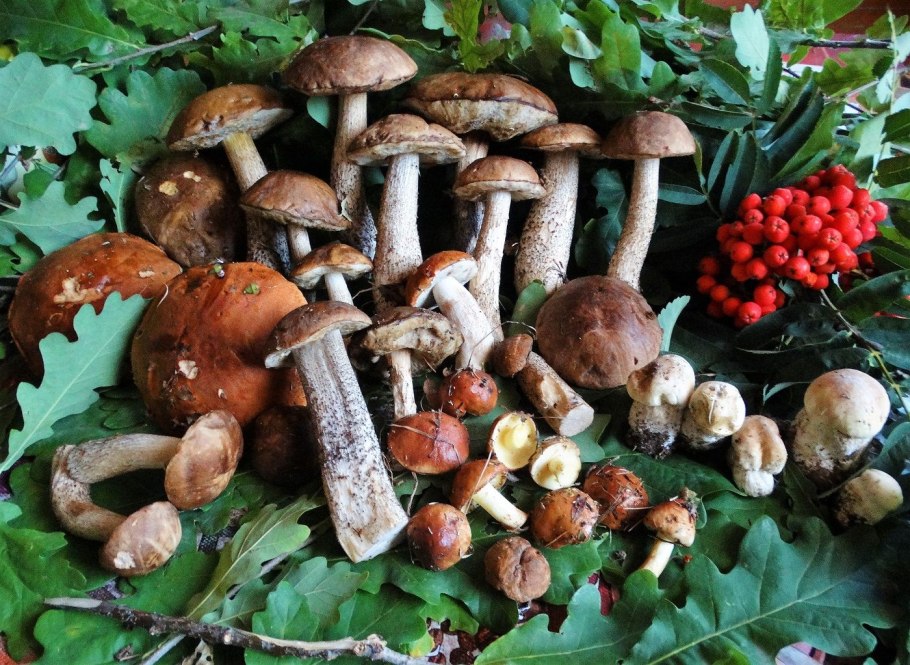 Опенок осенний (Armillaria mellea; Armillaria Borealis