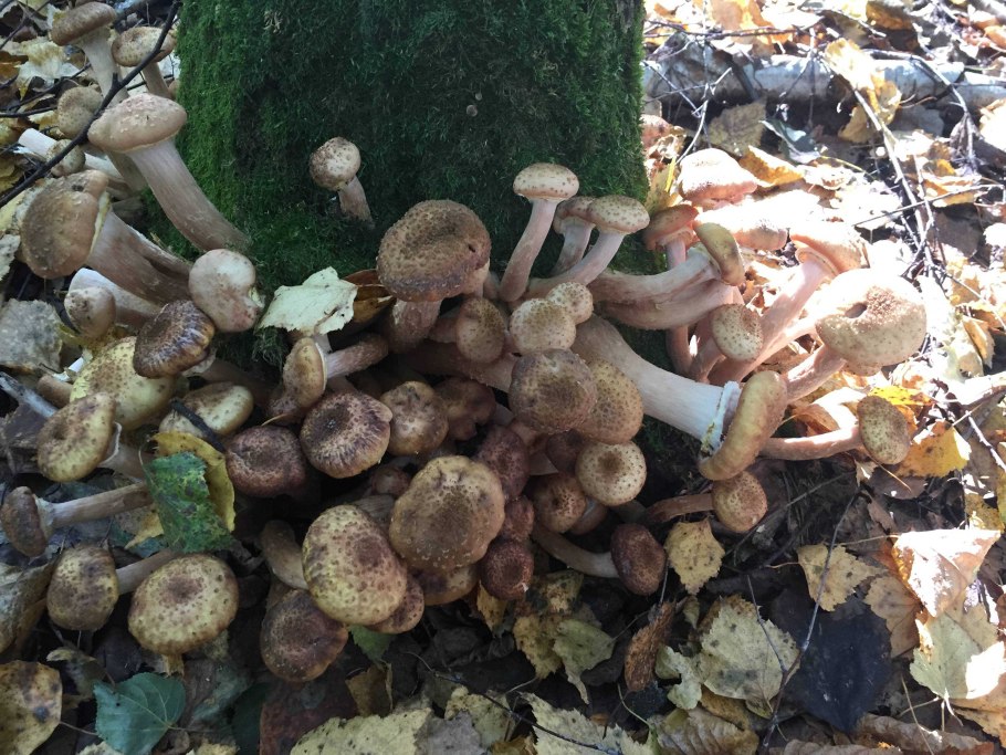 Ложная опята