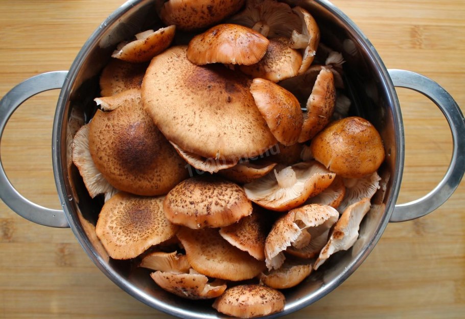 Рыжие опята