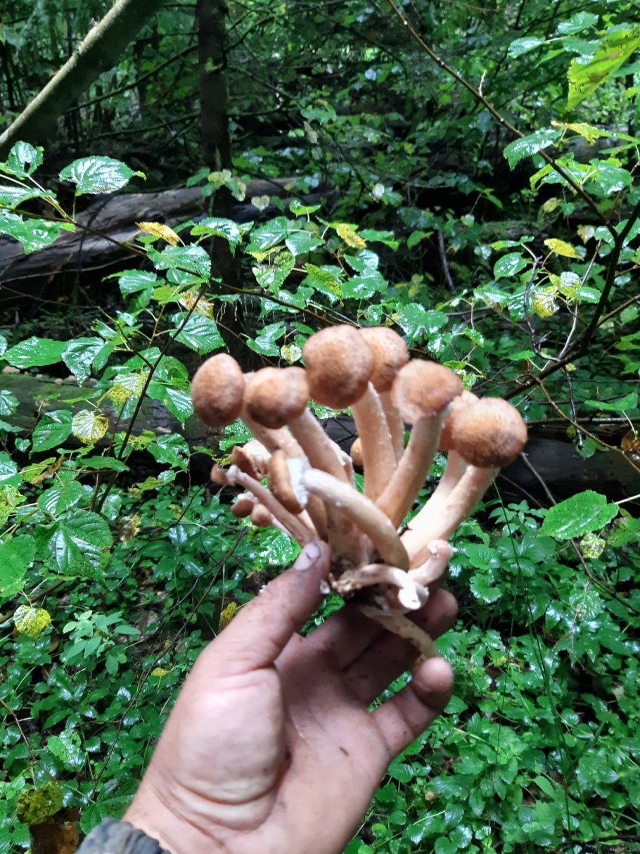 Грибница опенка темного Armillaria ostoyae