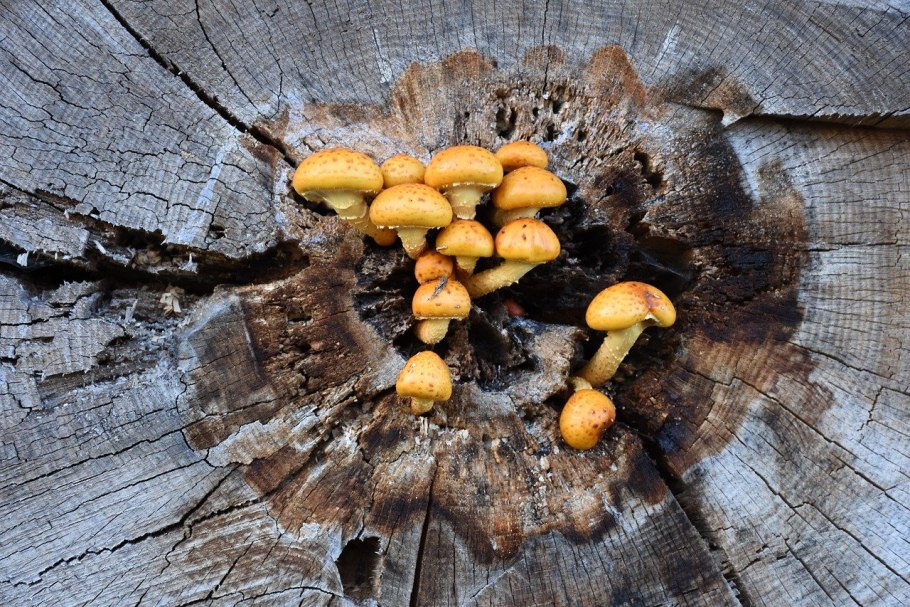 Съедобные грибы Курской области осенние опята