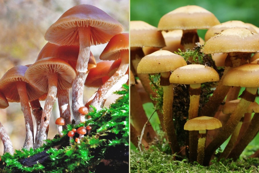 Галерина окаймлённая гриб