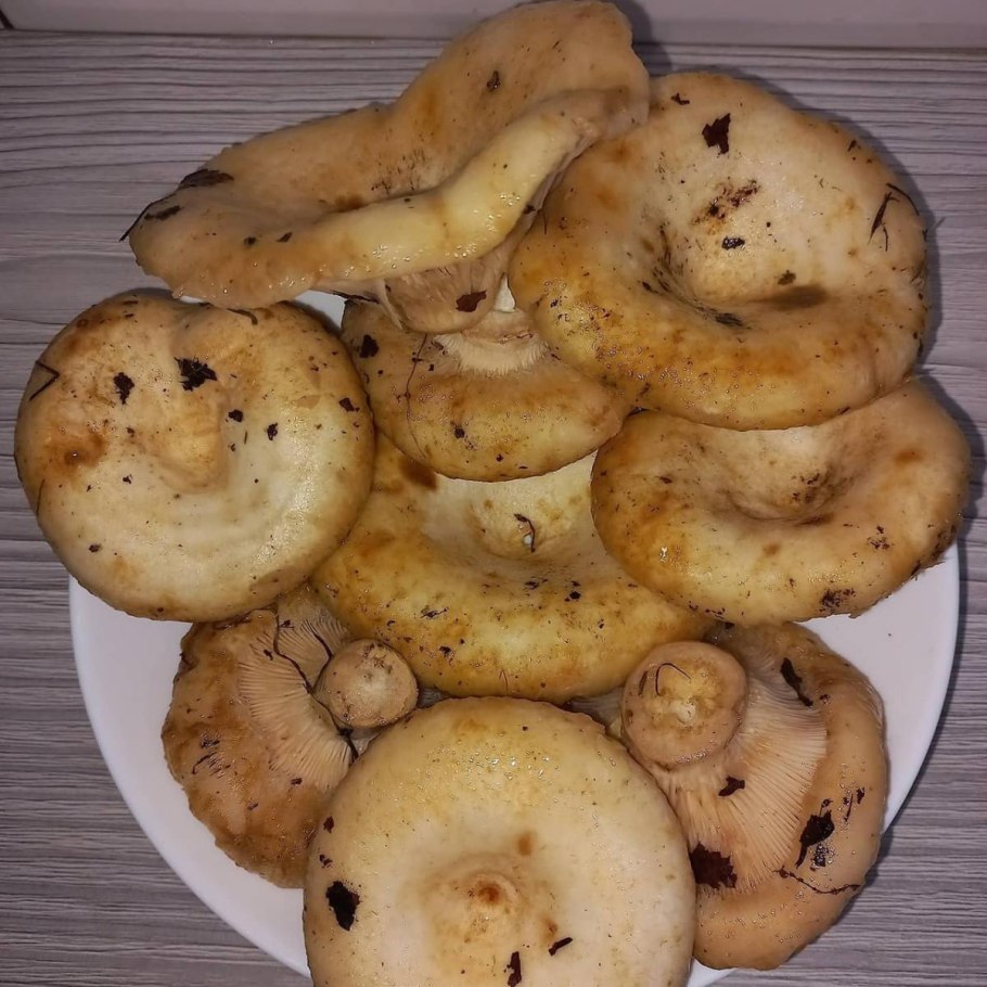 Груздь в засуху