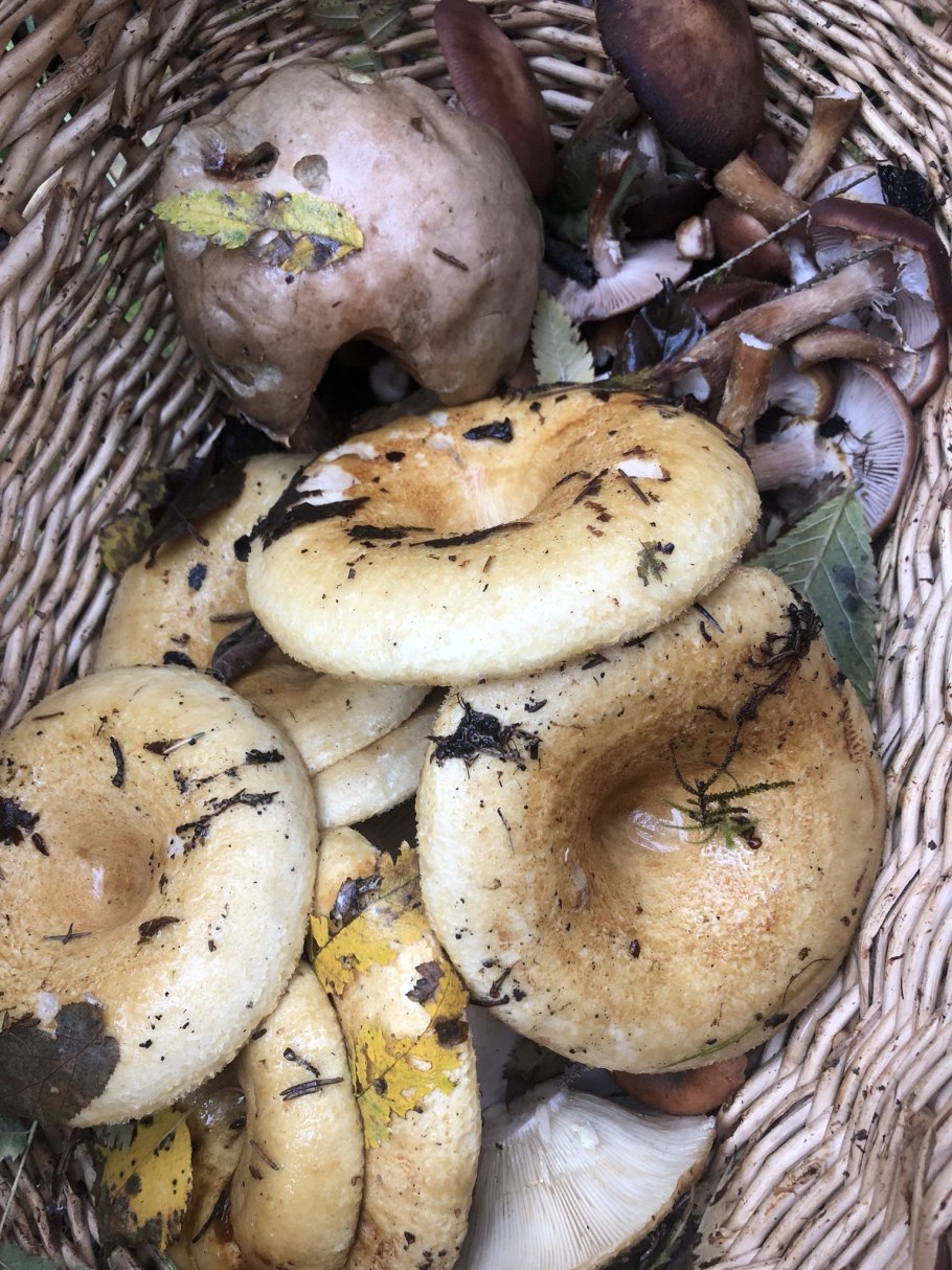 Подгруздок чернеющий (Russula nigricans)