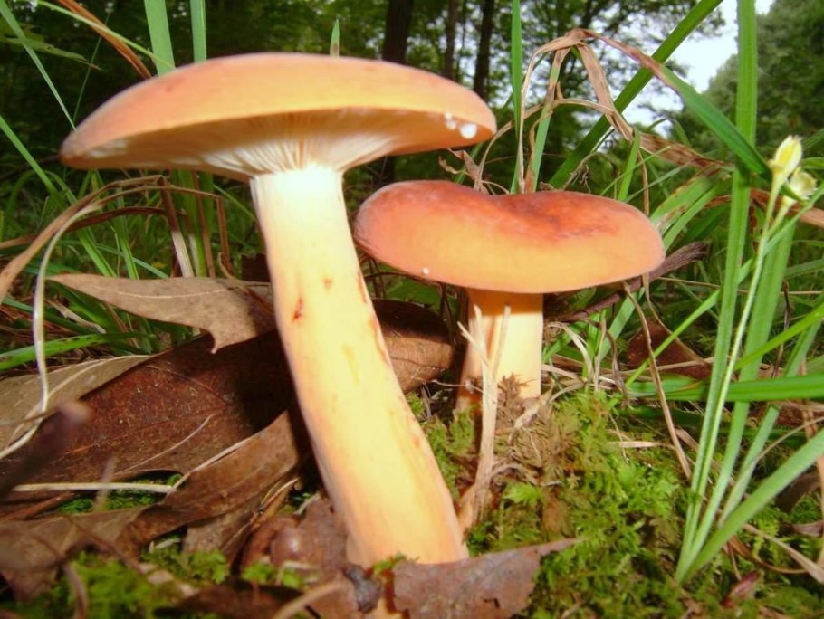 Lactarius volemus