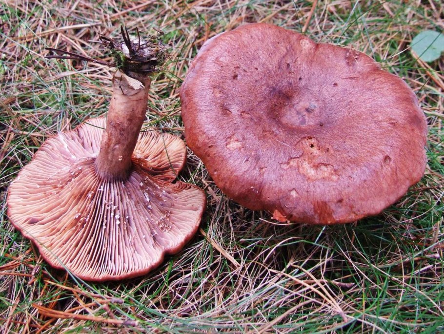 Lactarius scrobiculatus