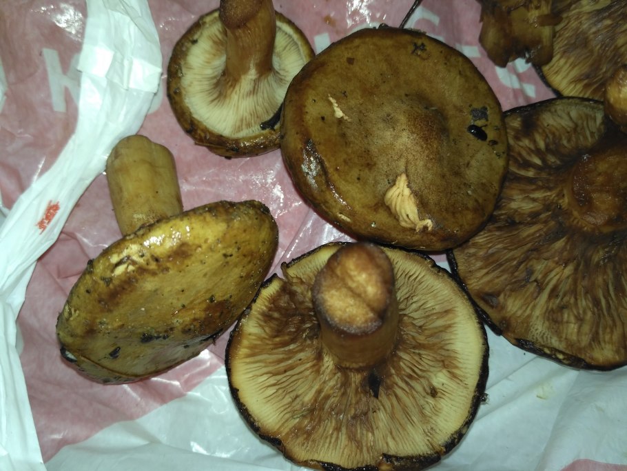 Подгруздок чёрный Russula adusta.