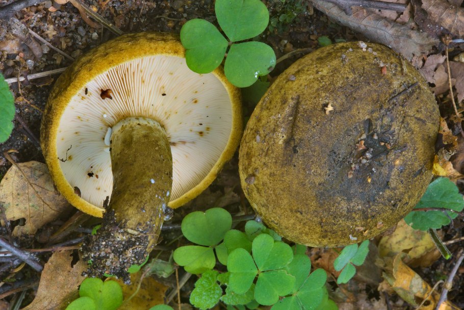 Волнушки рыжики грузди