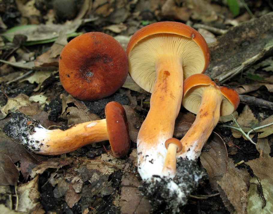 Груздь настоящий (Lactarius resimus)