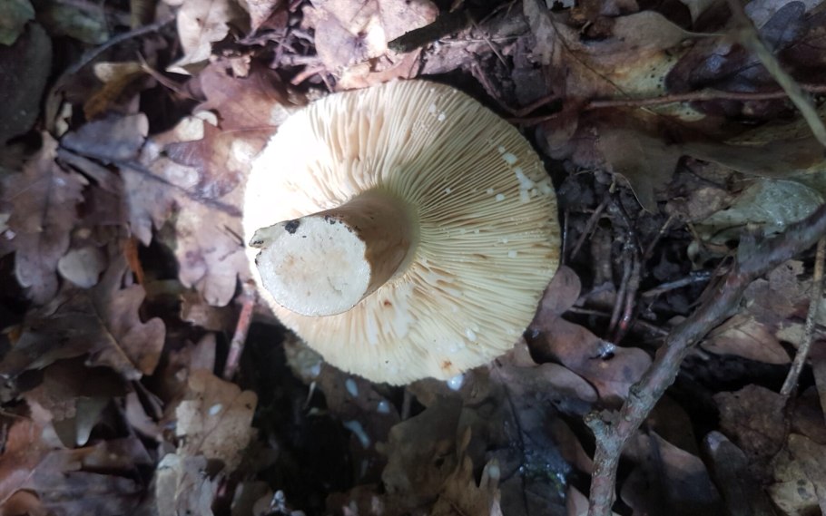 Сыроежка черная, подгруздок черный