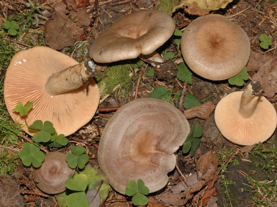 Груздь горькушка