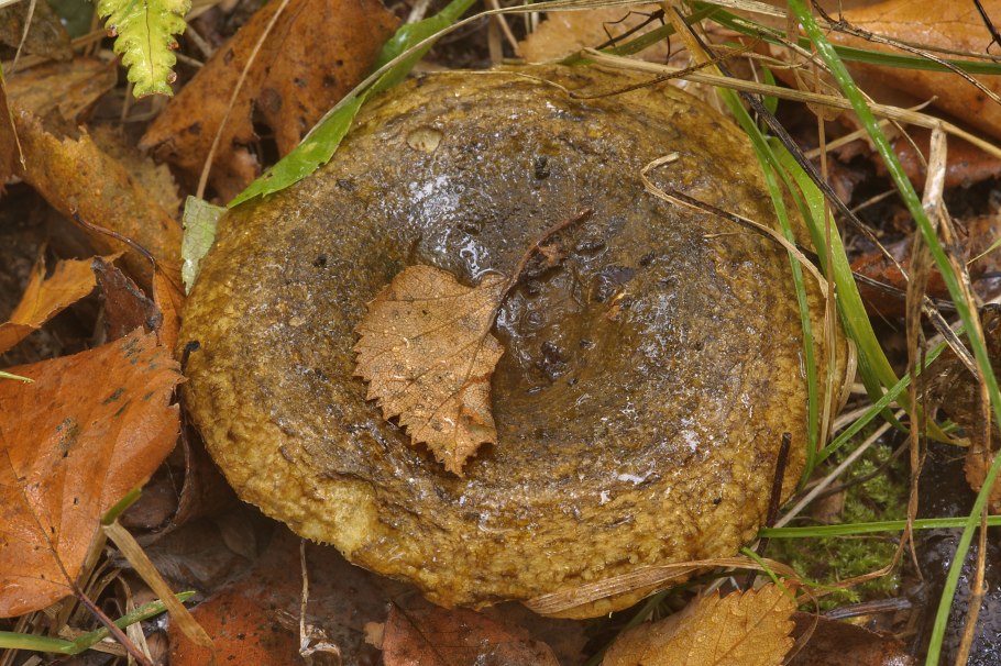 Черные грузди чернушка