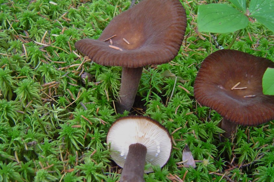 Молочай подорешник гриб