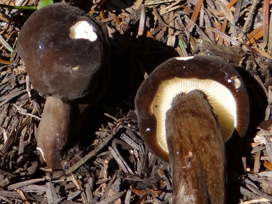 Подгруздок Russula adusta