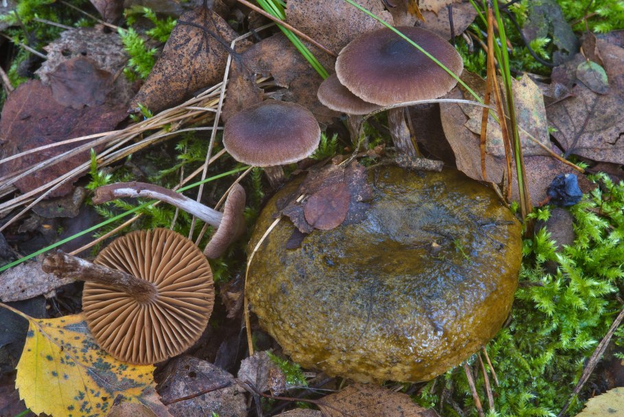 Паутинник триумфальный съедобный