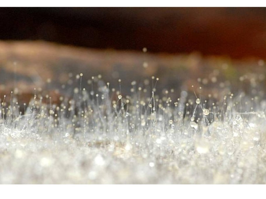 Mucor mucedo гриб