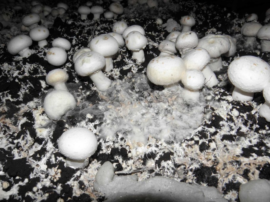 Дактилиум шампиньонов