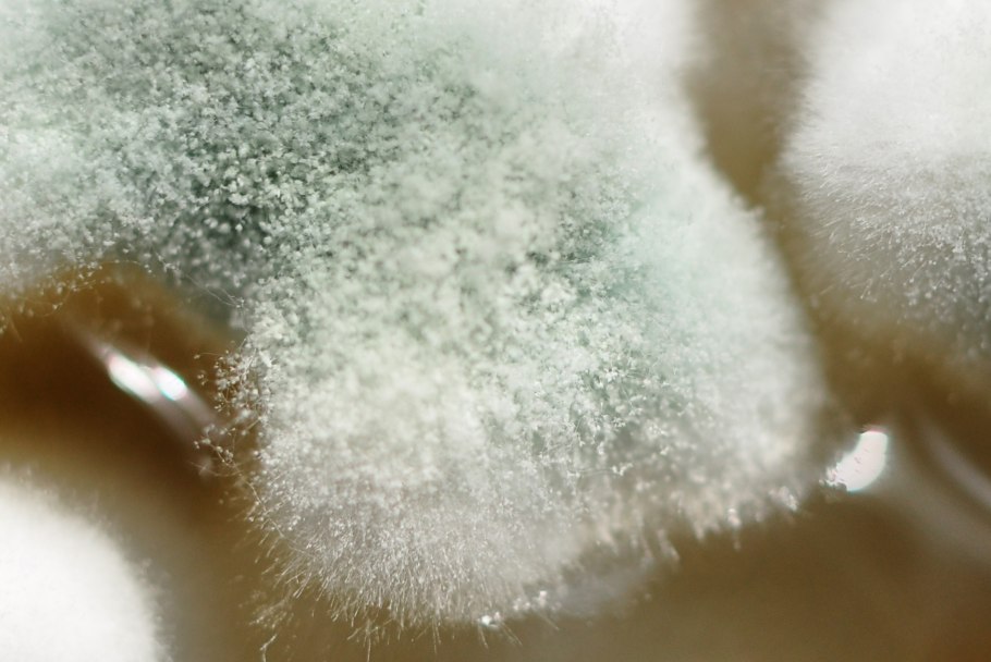 Пушистая плесень