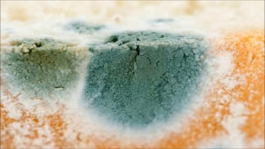 Плесневый гриб