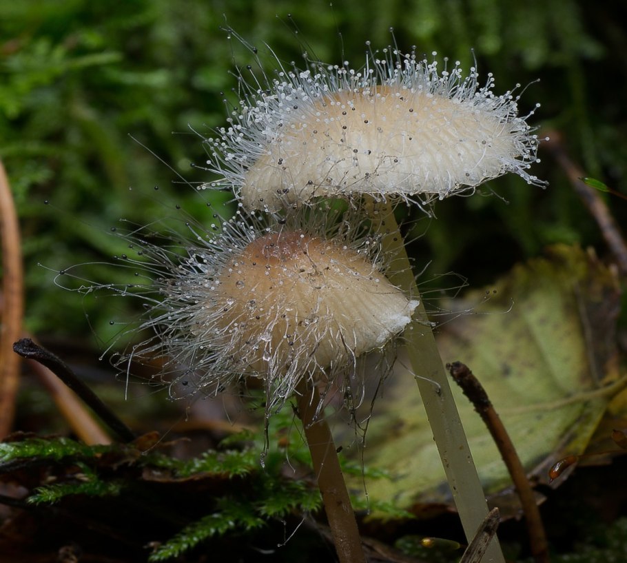 Грибы Зигомицеты