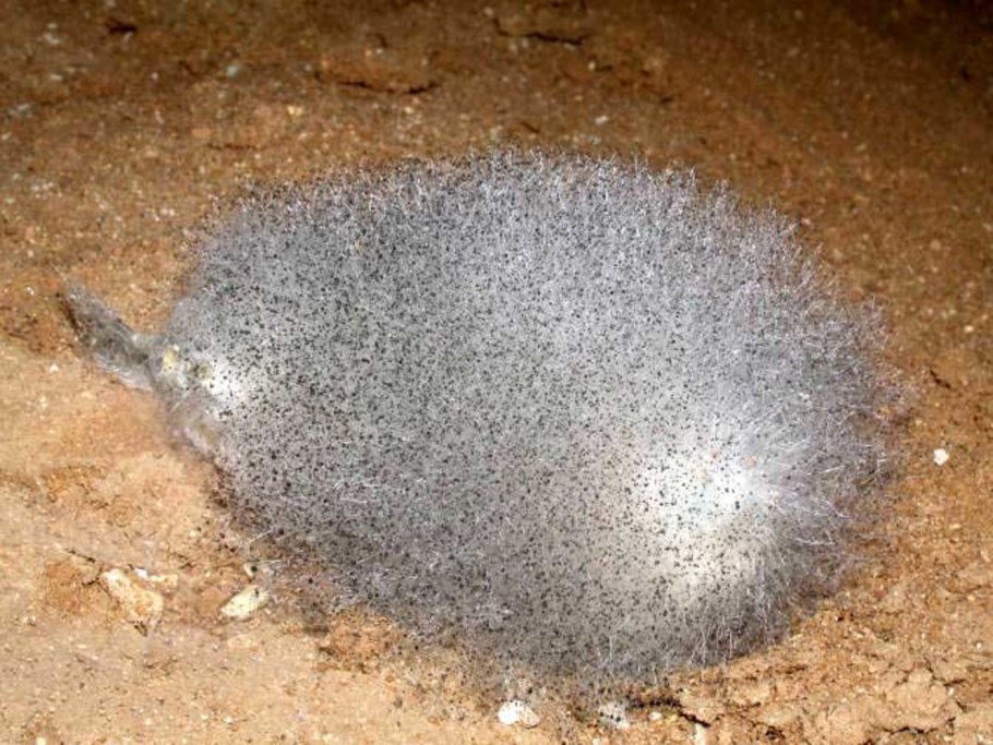 Плесень мукор на хлебе