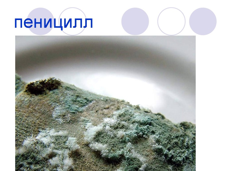 Гриб сапрофит мукор