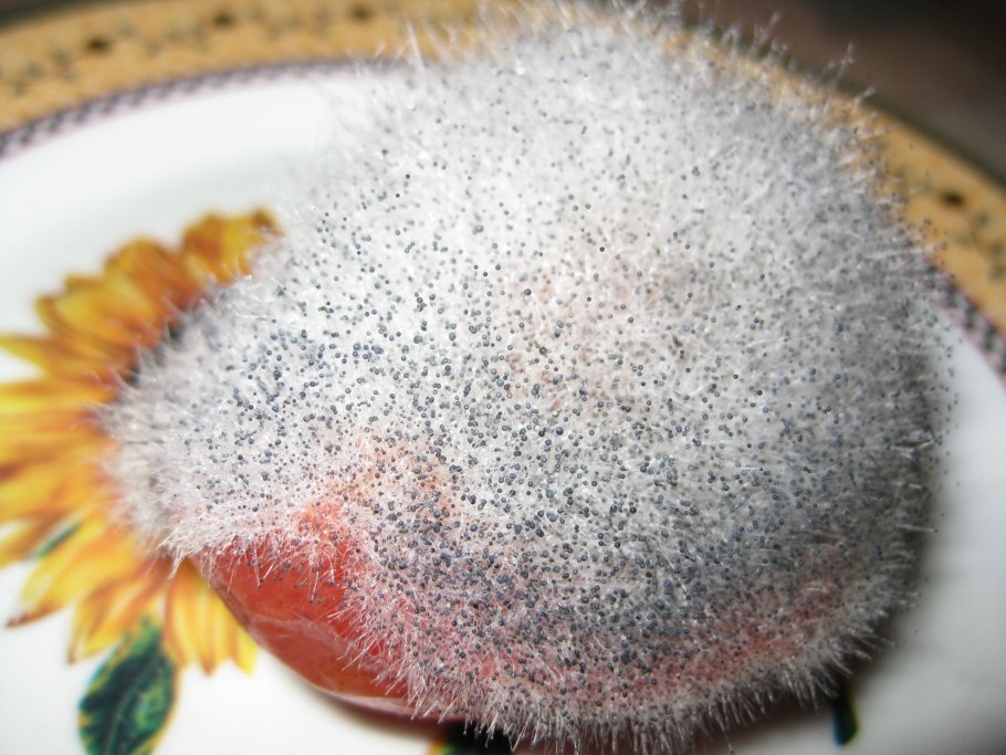 Белая плесень мукор