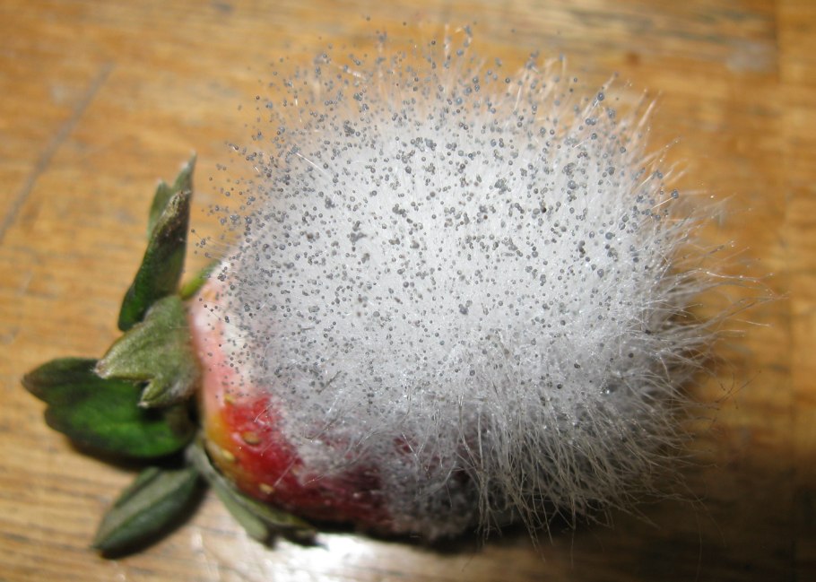 Плесень ризопус