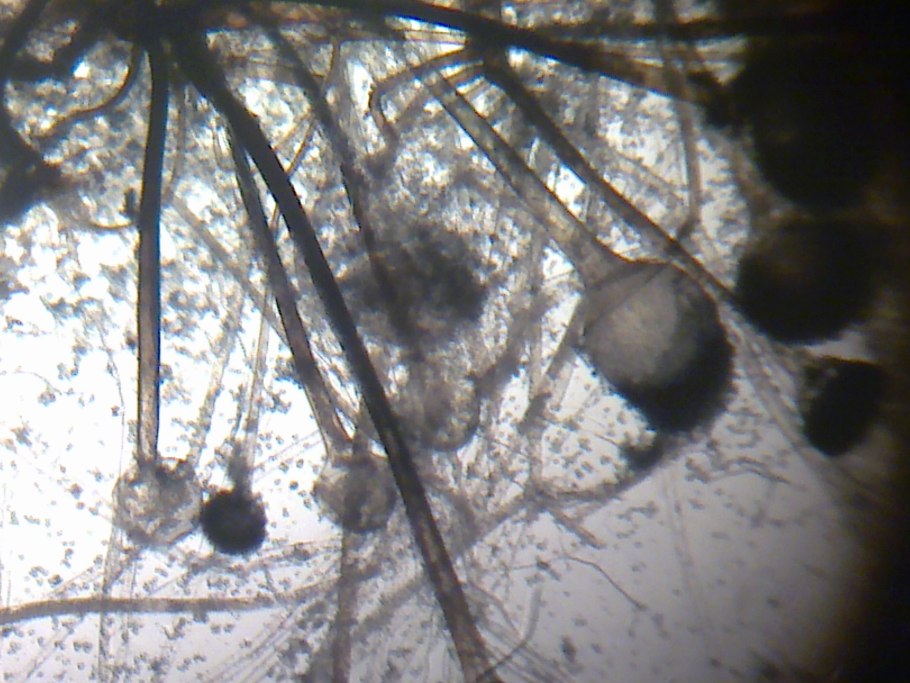 Плесень мукор