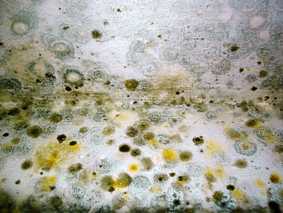 Плесневый гриб мукор на хлебе