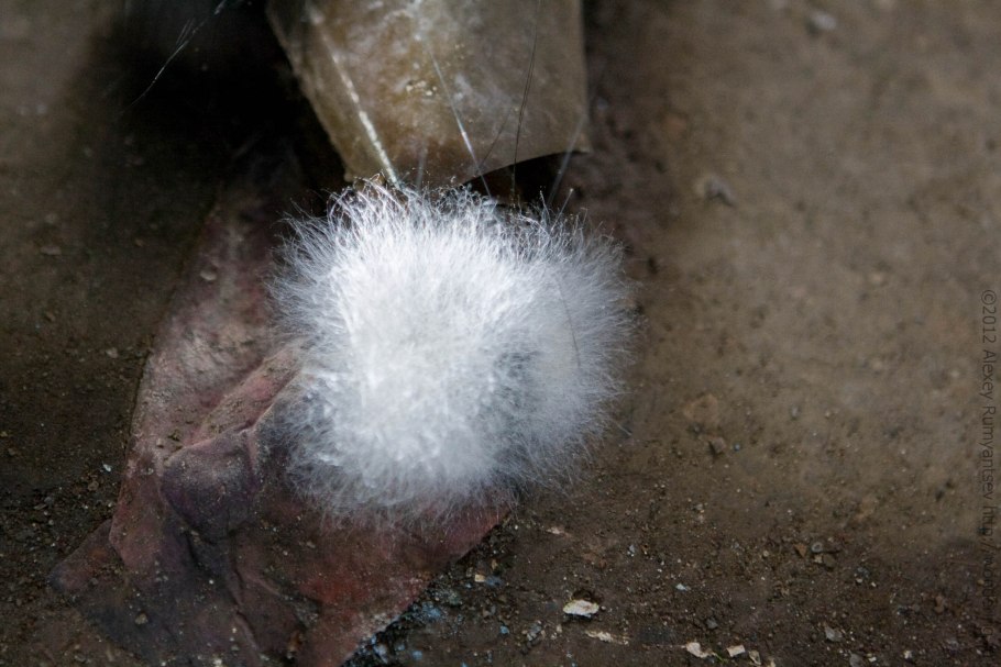 Белая пушистая плесень